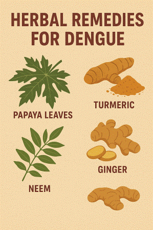 Dengue Fever and Its Complications: Medical & Herbal Treatment Guide
